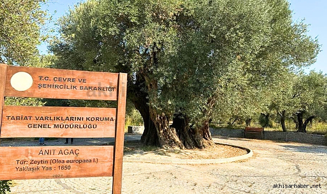 Dünyanın En Yaşlı Zeytin Ağacı Hala Meyve Veriyor