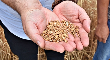 Genetiği değiştirilmemiş buğday dağıtımı için müracaatlar devam ediyor