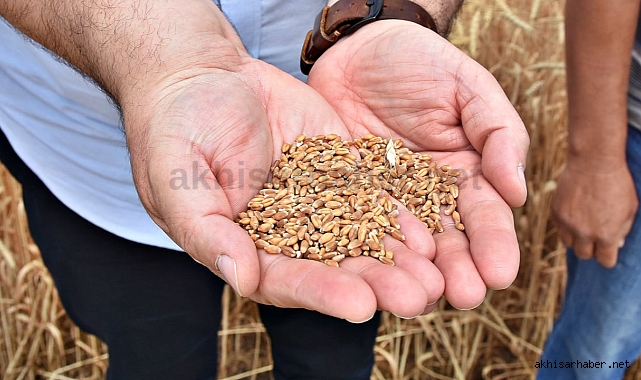 Genetiği değiştirilmemiş buğday dağıtımı için müracaatlar devam ediyor