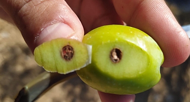 Zeytin Hasatı Öncesi Alanlarda Saha Çalışmaları Sürdürüyor