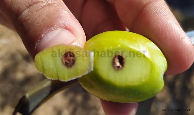 Zeytin Hasatı Öncesi Alanlarda Saha Çalışmaları Sürdürüyor