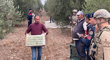 Zeytin Hırsızlarına Gece Görüşlü Jandarma Göz Açtırmıyor