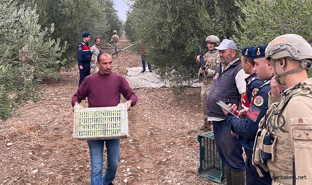 Zeytin Hırsızlarına Gece Görüşlü Jandarma Göz Açtırmıyor
