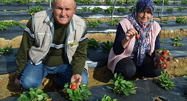 12 ay çilek yetiştiren Köprübaşılı çiftçiler üretmekten mutlu