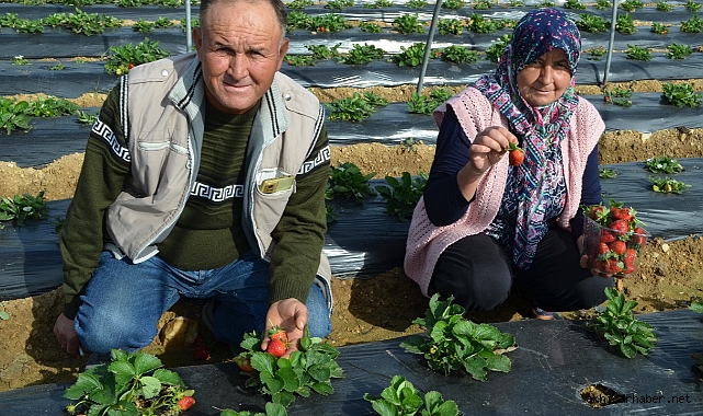 12 ay çilek yetiştiren Köprübaşılı çiftçiler üretmekten mutlu