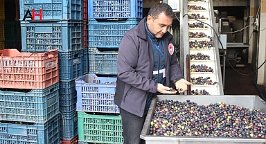 Akhisar İlçe Tarım Müdürlüğü Zeytin ve Zeytinyağı Üreten İşletmelerde denetime başladı