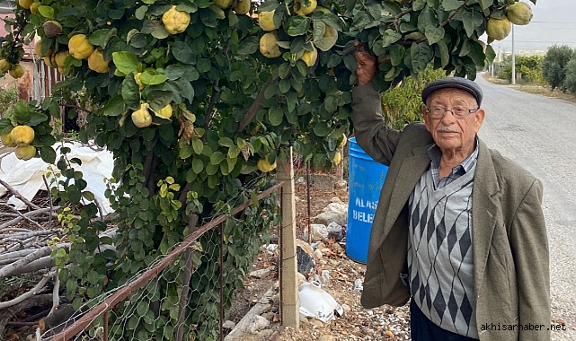 Ayva bu yıl bol! Kış çetin geçecek