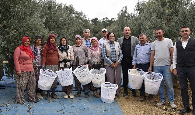Büyükşehir, Zeytin Hasadında da Üreticilerin Yanında