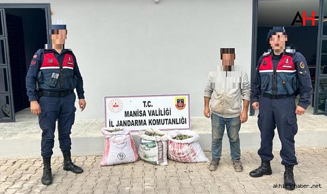 Jardarma'dan Akhisar'da Zeytin Hırsızlarına Karşı Başarılı Operasyon
