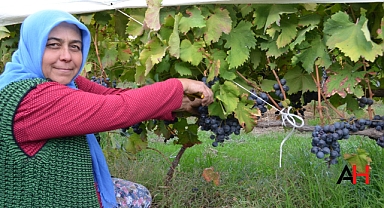 Naylon Örtülerle Yayla Üzümünde Verim Devrimi