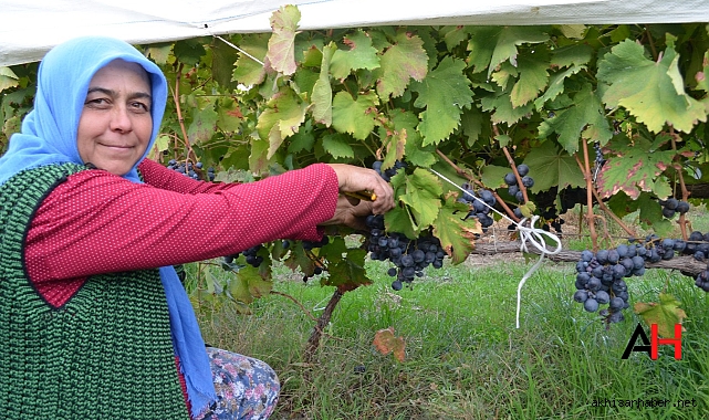 Naylon Örtülerle Yayla Üzümünde Verim Devrimi