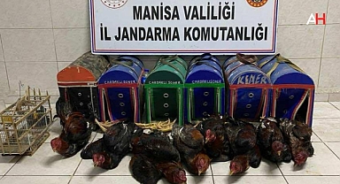 Akhisar'da Horoz Dövüşü Baskını: 8 Horoz Kurtarıldı, Malzemelere El Konuldu