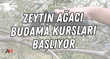 Akhisar'da Zeytin Ağacı Budama Kursları Başlıyor