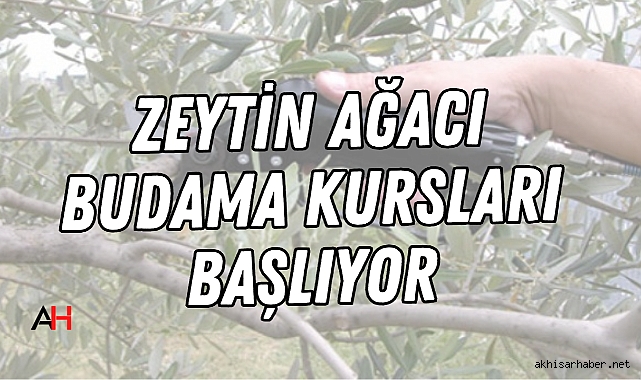 Akhisar'da Zeytin Ağacı Budama Kursları Başlıyor