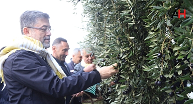 Tarım ve Orman Bakanı İbrahim Yumaklı, Akhisar'da zeytin hasadı yaptı