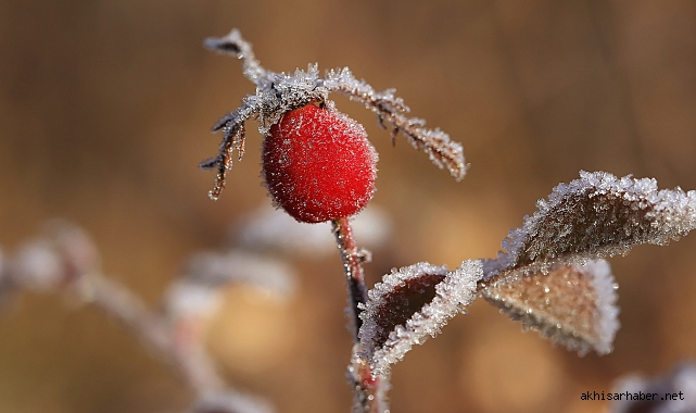 Akhisar'da 15 Ocak'a kadar sürecek Zirai Don Alarmı! Çiftçiler Tedbirli Olmalı