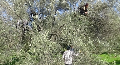 Akhisar'da Zeytin Ağacından Düşen Çiftçi Hayatını Kaybetti