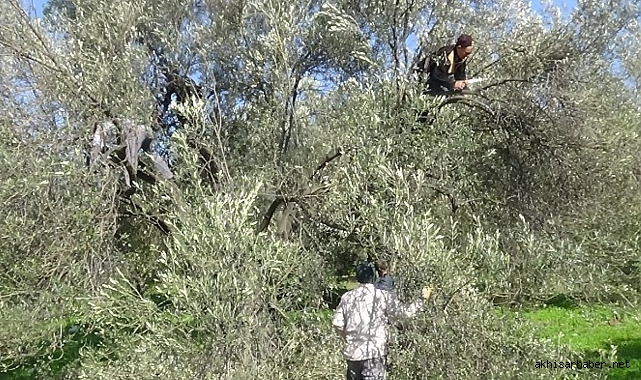 Akhisar'da Zeytin Ağacından Düşen Çiftçi Hayatını Kaybetti