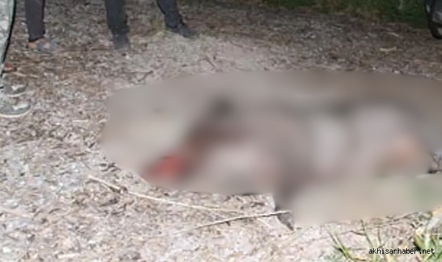 Akhisar çevre yolunda yaban domuzuna çarpan otomobil sürücüsü yaralandı