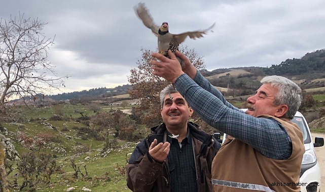Akhisar'da Süne ve Çekirgeye Karşı Biyolojik Mücadelede Keklikler Sahada