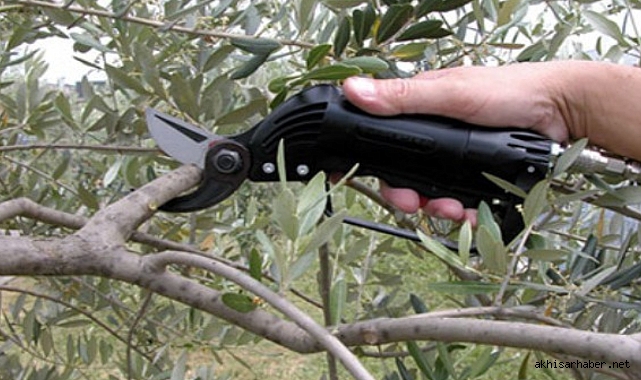 Akhisar'da Zeytin Ağacı Budama Kursu Kayıtları Başlıyor