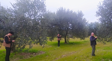Akhisar'da Zeytin Bahçelerine Önemli Denetim