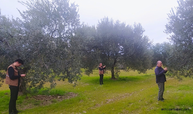 Akhisar'da Zeytin Bahçelerine Önemli Denetim