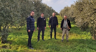 Akhisar'da Zeytin Tarımı Alanlarında Yeşil Gübreleme Projesi Büyük İlgi Görüyor