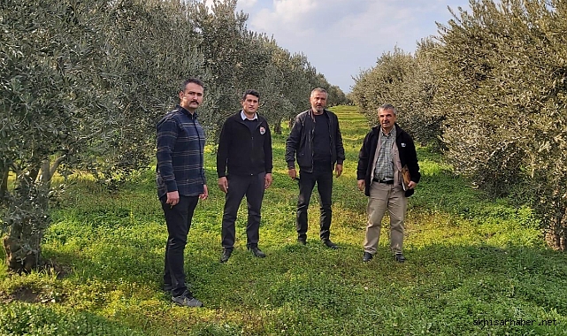 Akhisar'da Zeytin Tarımı Alanlarında Yeşil Gübreleme Projesi Büyük İlgi Görüyor