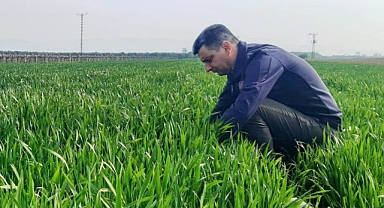 Akhisar İlçesinde Buğday Tarlaları Teknik Ekip Tarafından İncelemeye Alındı