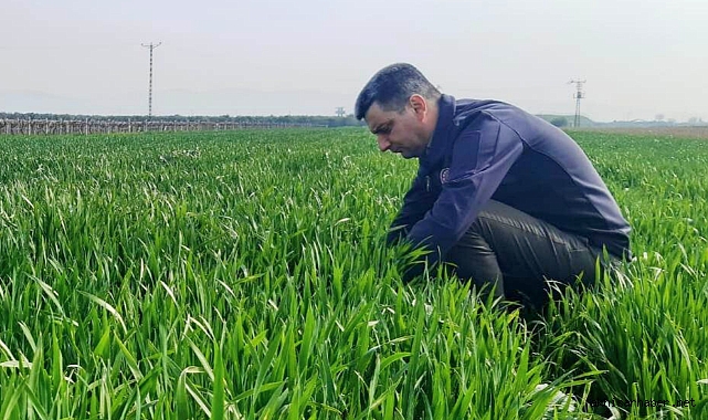Akhisar İlçesinde Buğday Tarlaları Teknik Ekip Tarafından İncelemeye Alındı