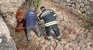 Manisa'da Dereye Düşen Yılkı Atı Kurtarıldı