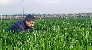 Akhisar'da Buğday Tarlalarında Verimlilik Kontrolü