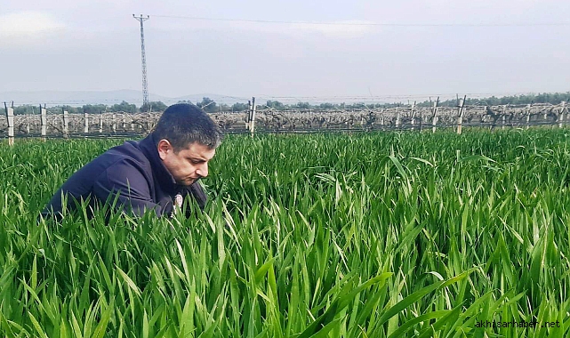 Akhisar'da Buğday Tarlalarında Verimlilik Kontrolü