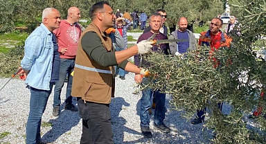 Akhisar’da Zeytin Budama Kursu Uygulamalı Eğitime Geçti