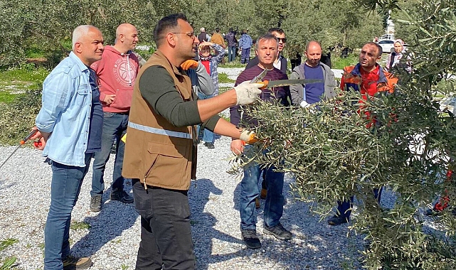Akhisar’da Zeytin Budama Kursu Uygulamalı Eğitime Geçti