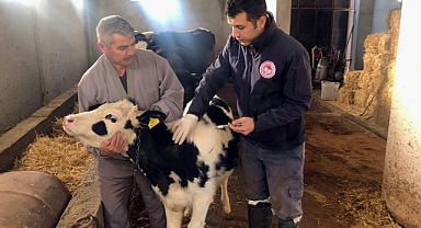 Akhisar İlçe Tarımdan 1 Ayda 18.000 Doz Aşı