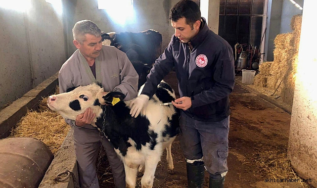 Akhisar İlçe Tarımdan 1 Ayda 18.000 Doz Aşı