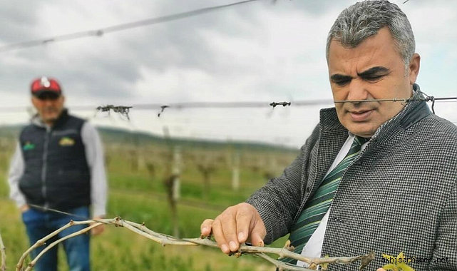Bağlarda Oluşan Zirai Don Zararı Kontrolleri Devam Ediyor