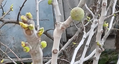 İklim Değişikliği Süleymanlı'da İncir Ağaçlarını Etkiledi: Yapraksız Ağaçtan Meyve Sürpriz