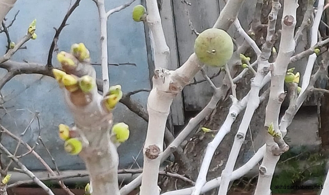 İklim Değişikliği Süleymanlı'da İncir Ağaçlarını Etkiledi: Yapraksız Ağaçtan Meyve Sürpriz