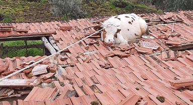 Salihli'de İnek Kurtarma Operasyonu: İtfaiye Ekipleri Müdahale Etti