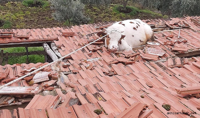 Salihli'de İnek Kurtarma Operasyonu: İtfaiye Ekipleri Müdahale Etti