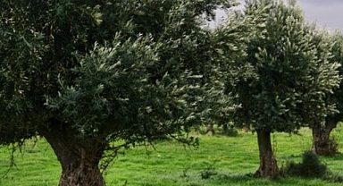 Soma’da çiftçi traktör ile zeytin dalı arasına sıkışarak hayatını kaybetti