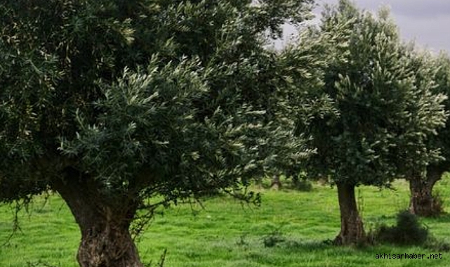 Soma’da çiftçi traktör ile zeytin dalı arasına sıkışarak hayatını kaybetti