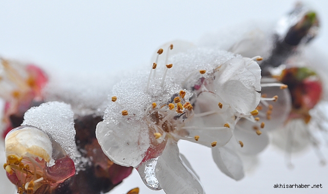 Zirai Don Bekleniyor