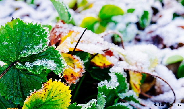 Zirai Don Uyarısı: Çiftçilere Tedbir Çağrısı
