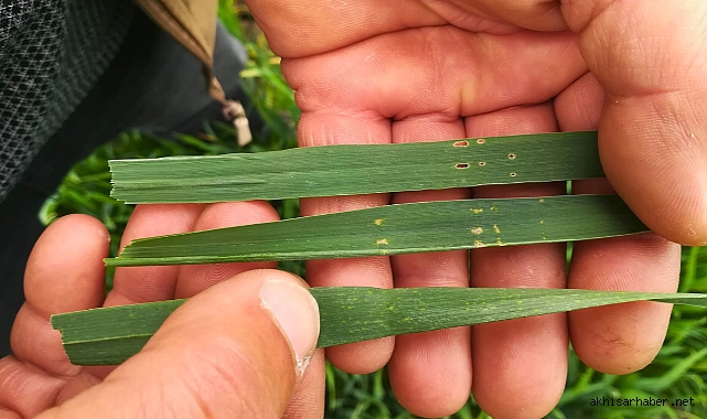 Akhisar'da Buğday Tarlalarında Zararlılarla Mücadele Devam Ediyor