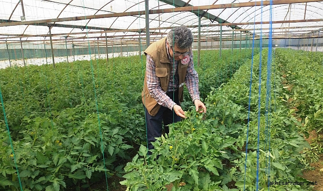 Akhisar’da Örtü Altı Üretimde Verim Artışı: Teknik Ekip Önerileriyle Yol Haritası