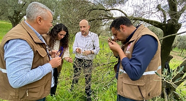 Akhisar’da Zeytin Ağaçlarındaki Yaprak Dökümü Mercek Altında